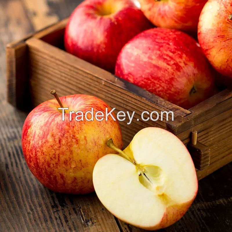 Best Quality Sweet Delicious Fresh Apple Fruit Price Latest Picking Fresh Apple