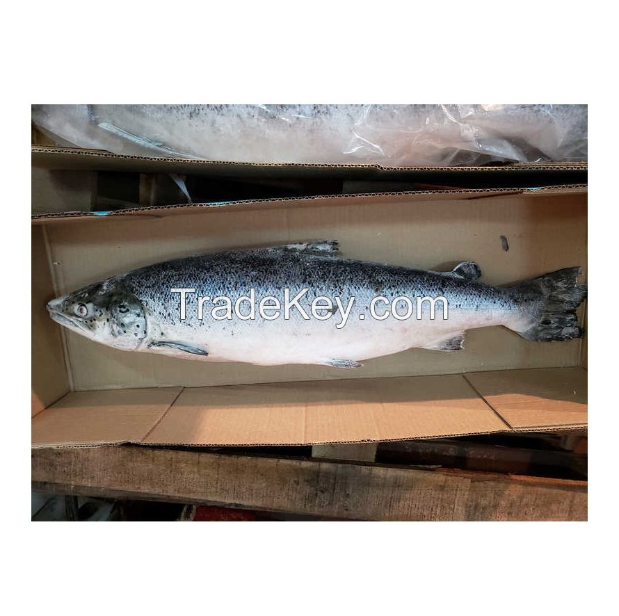 Wholesale Fillet Whole Round Fresh Frozen Fish Pink Salmon