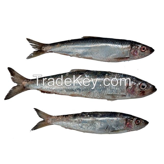 High Quality Hot Sale Bulk Price Custom Fresh Whole Round Frozen Seafood Fish Pacific Canned Herring Fish
