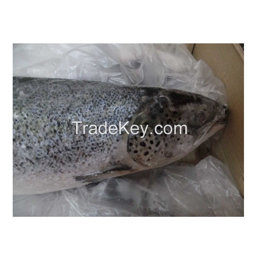 Wholesale Fillet Whole Round Fresh Frozen Fish Pink Salmon