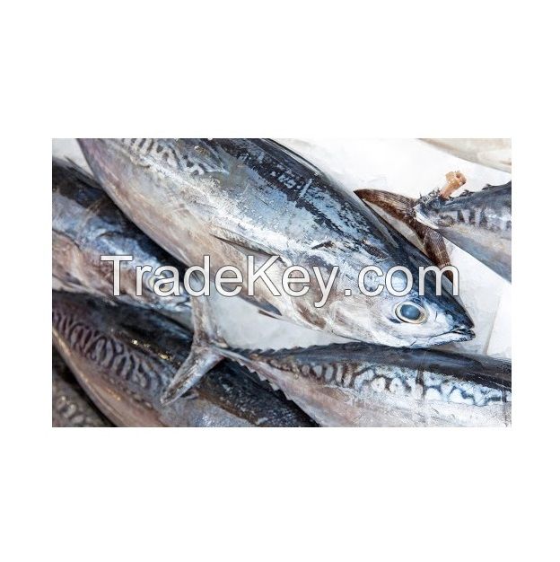 Frozen Precooked Skipjack Tuna Whole Round Fresh Water Preserved Yellowfin Tuna Fat Dried Canned Styles-Vinegar Preservation