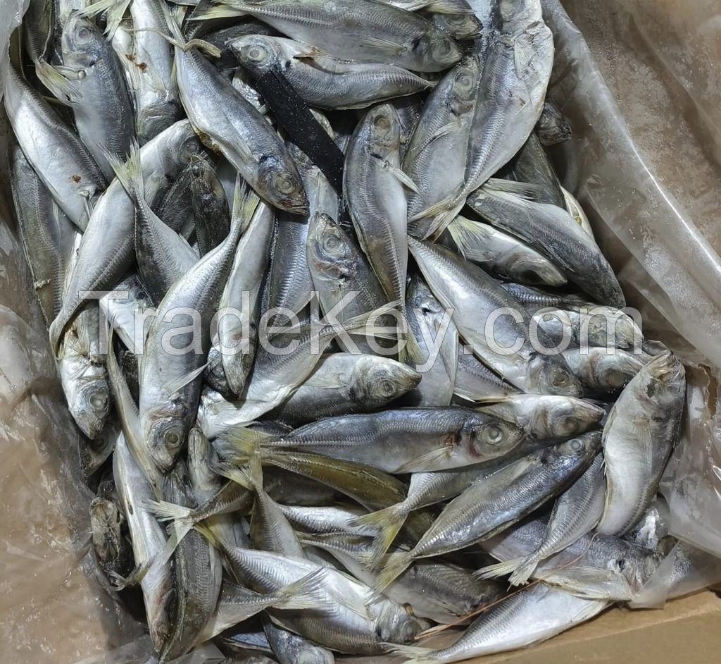 200-300g Whole Fresh Frozen Mackerel Fish Prices