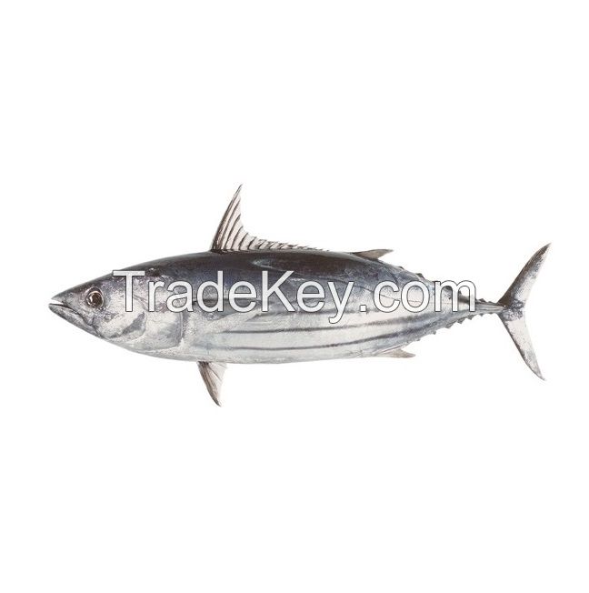 Frozen Precooked Skipjack Tuna Whole Round Fresh Water Preserved Yellowfin Tuna Fat Dried Canned Styles-Vinegar Preservation
