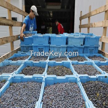 High Quality Origin Fresh Fruit Best Grade Delicious Frozen Wild Blueberries with Juice or Jam or Wholesales