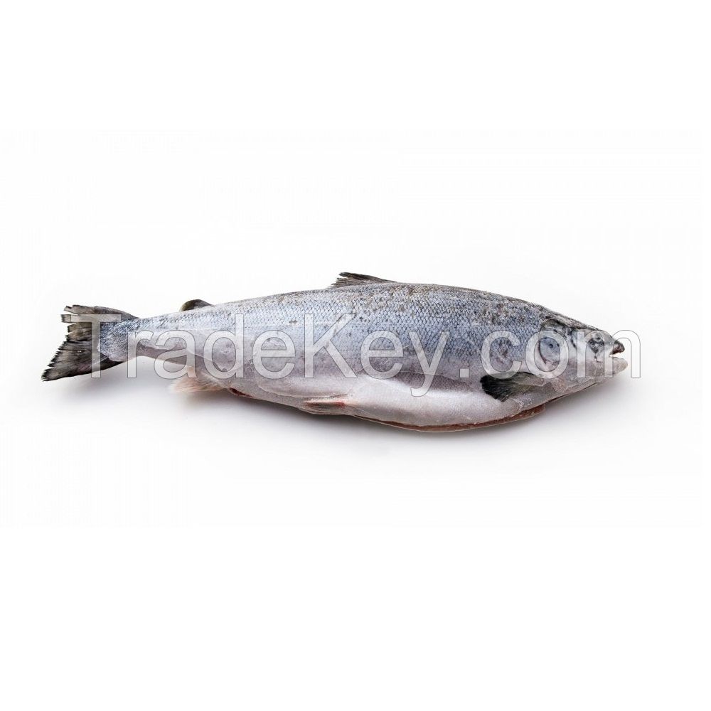 Wholesale Fillet Whole Round Fresh Frozen Fish Pink Salmon