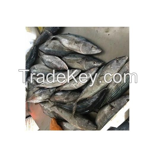 Frozen Precooked Skipjack Tuna Whole Round Fresh Water Preserved Yellowfin Tuna Fat Dried Canned Styles-Vinegar Preservation