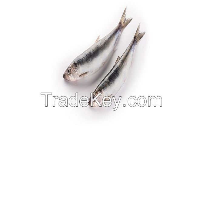 Natural High Quality Frozen Seafood Fish Pacific Canned Herring Fish Cheap Price