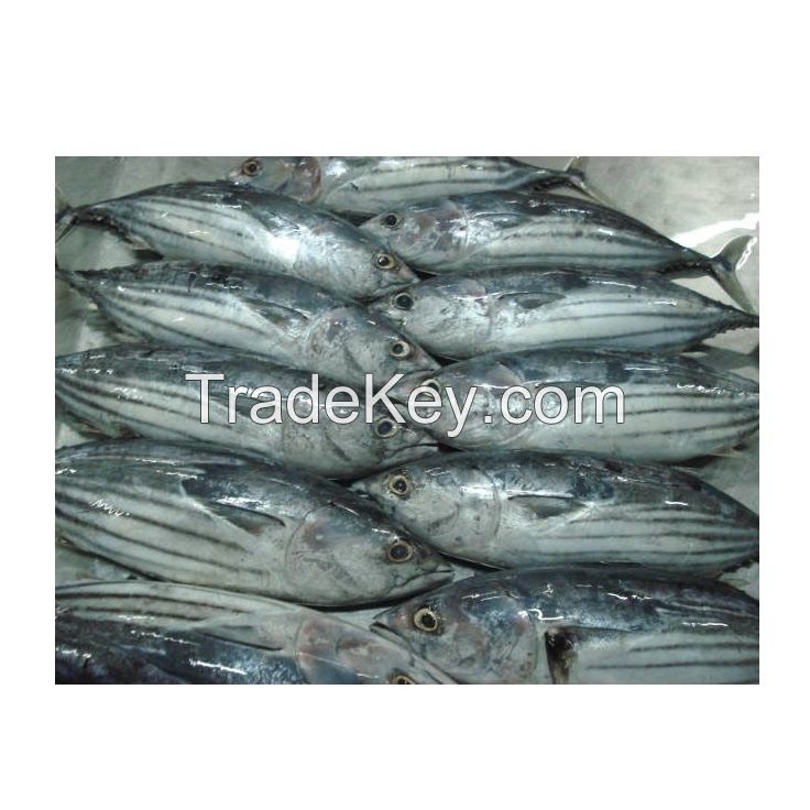Tuna Sea Frozen Albacore Tuna Supplier Frozen Tuna Fish
