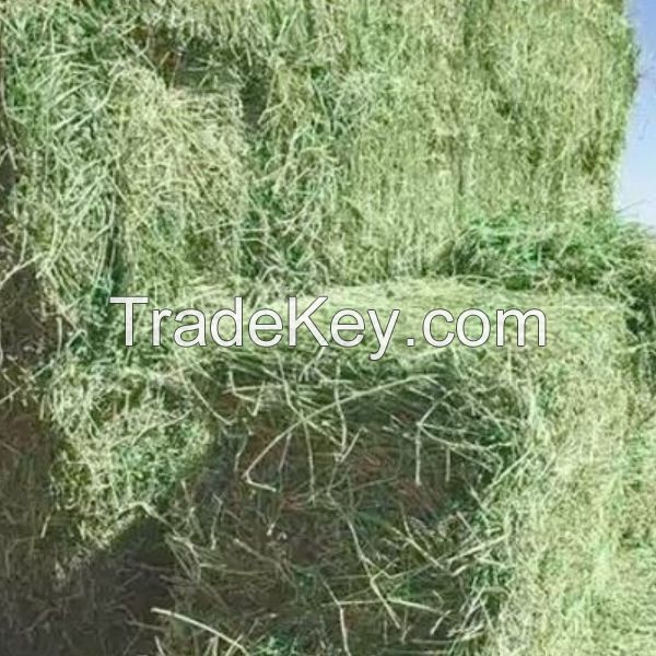 ALFAFA HAY in BALES, TIMOTHY HAY, and ALFAFA HAY PELLETS for SALE LUCERNE ALFALFA HAYS for ANIMAL FEEDING