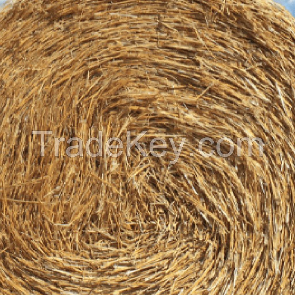 Export Quality (Wheat Straw) hay Bales Best Wheat hay Bales Alfalfa Animal Feed