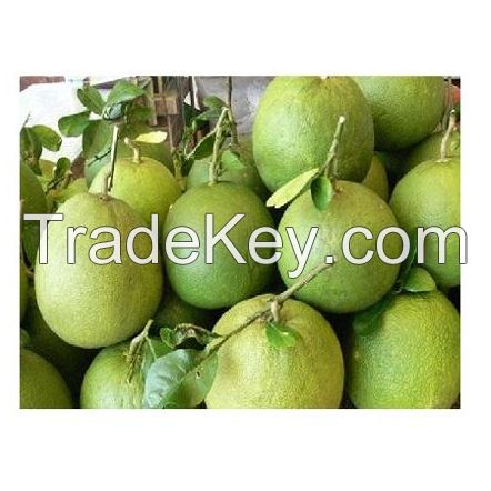FRESH GRAPEFRUIT/ POMELO EXPORT STANDARD PRICE for SALE
