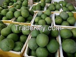 FRESH GRAPEFRUIT/ POMELO EXPORT STANDARD PRICE for SALE