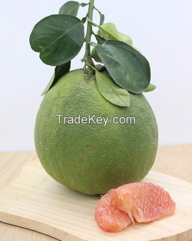 FRESH GRAPEFRUIT/ POMELO EXPORT STANDARD PRICE for SALE