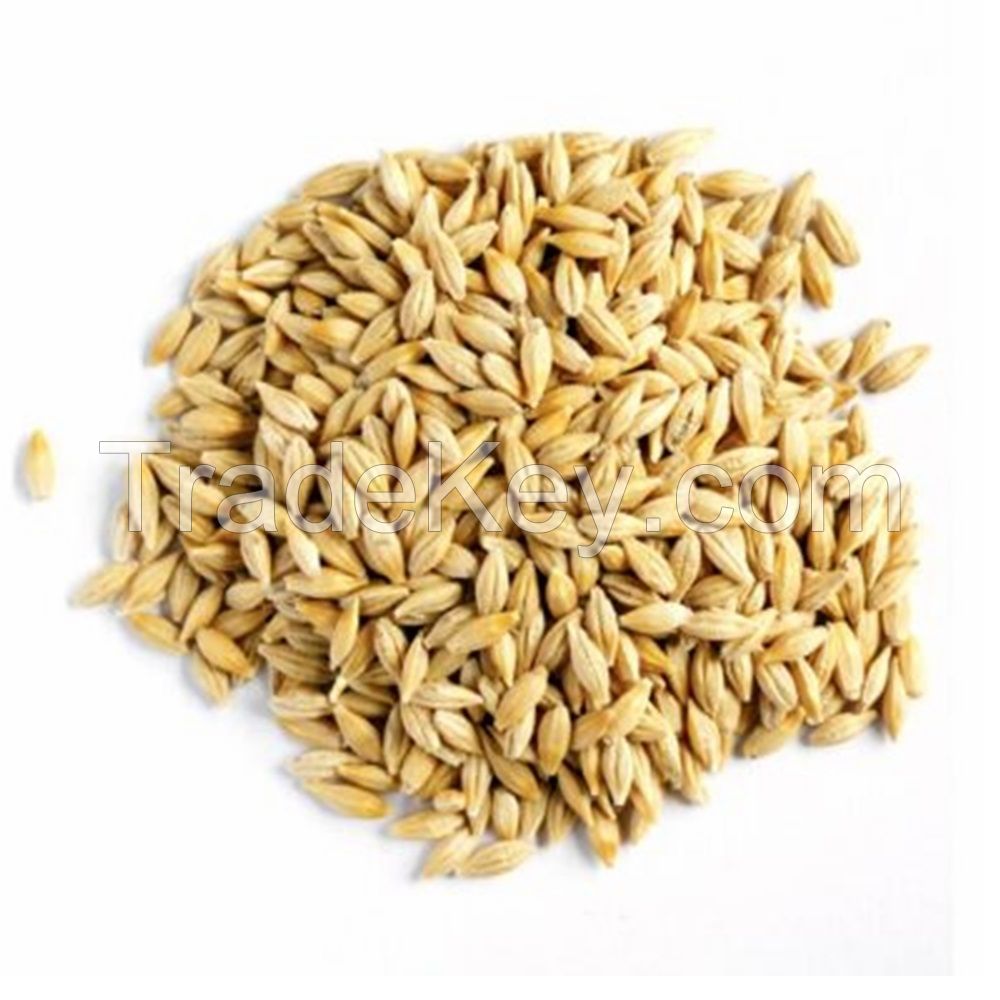 Hot Sales Organic Malting Barley / Whole Barley Grains