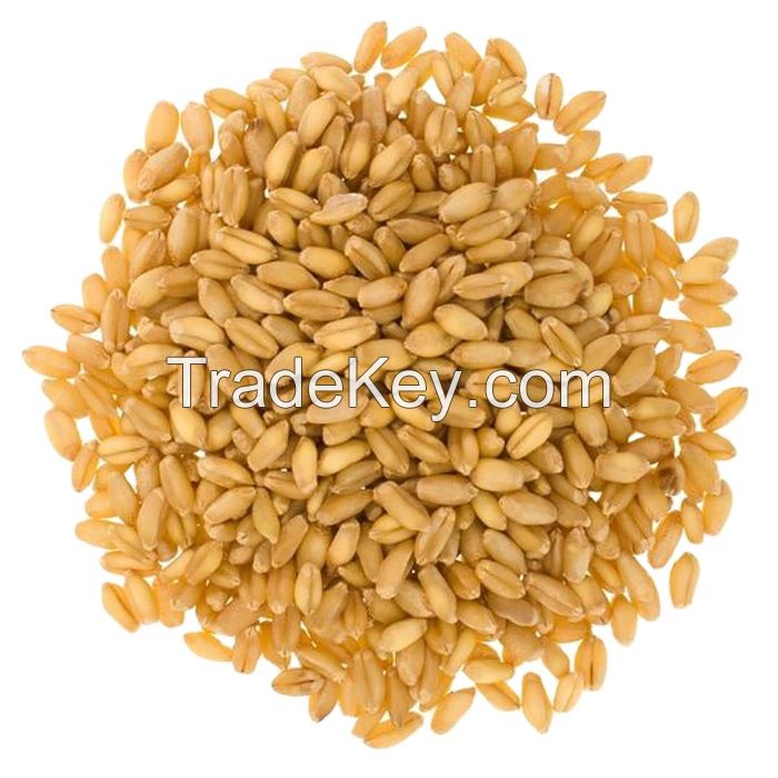 High Quality GMO Wheat Grain in Bulk Whole Nutrition Dried Food for Export
