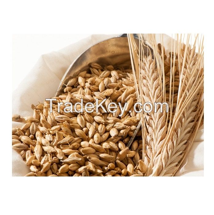 Hot Sales Organic Malting Barley / Whole Barley Grains