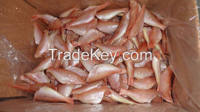 frozen red sea bream fish fillet for sale