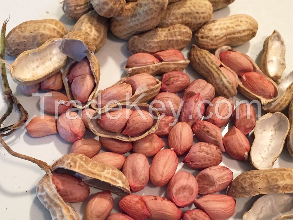 Premium Quality Roasted Salted Peanuts in Shell available at great rates.