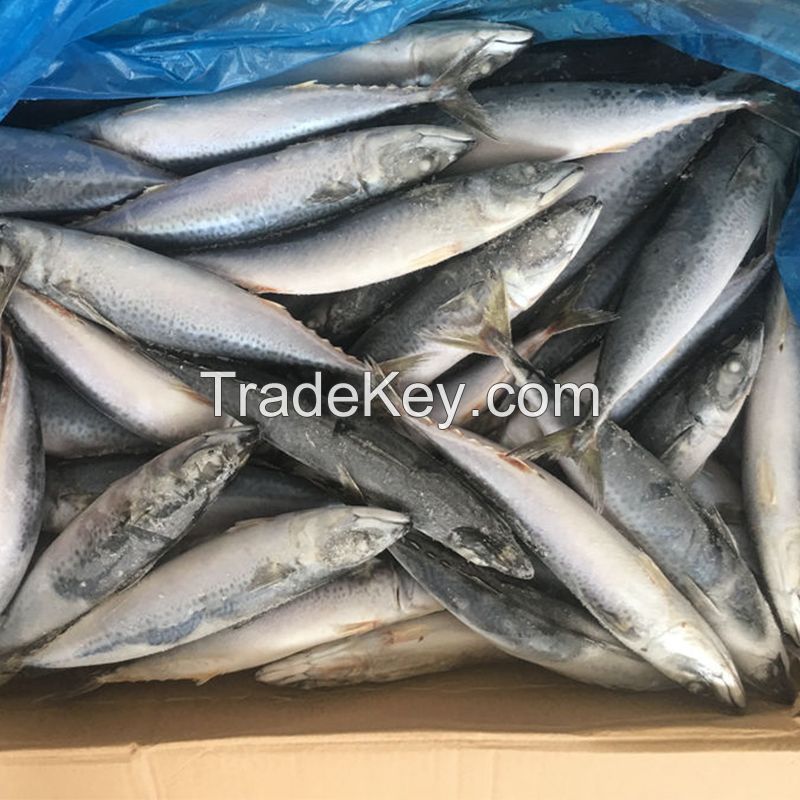 Sea Frozen Pacific Mackerel Fish