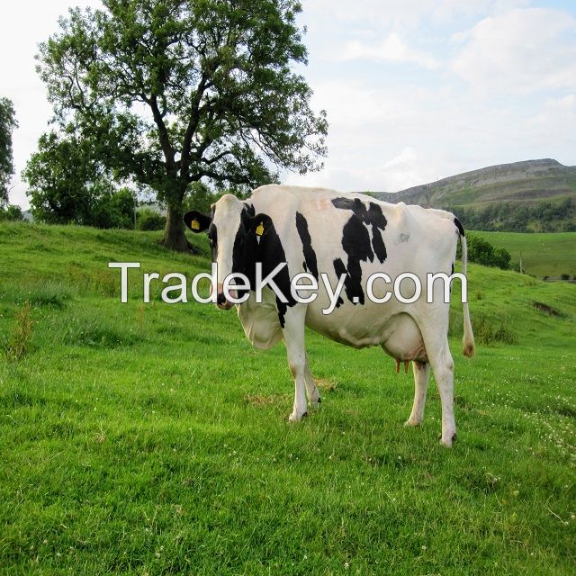 Pregnant Holstein Heifers , Simmental Dairy Cattle , Angus Bulls, Diary Cows 