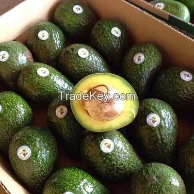 Fresh Avocado / Hass Avocado, Fuerte Avocado