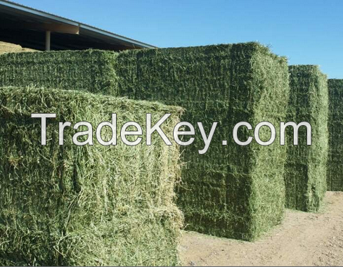 Super Top Quality Alfalfa Hay for Animal Feeding Stuff Alfalfa / Timothy / Alfalfa Hay for Sale