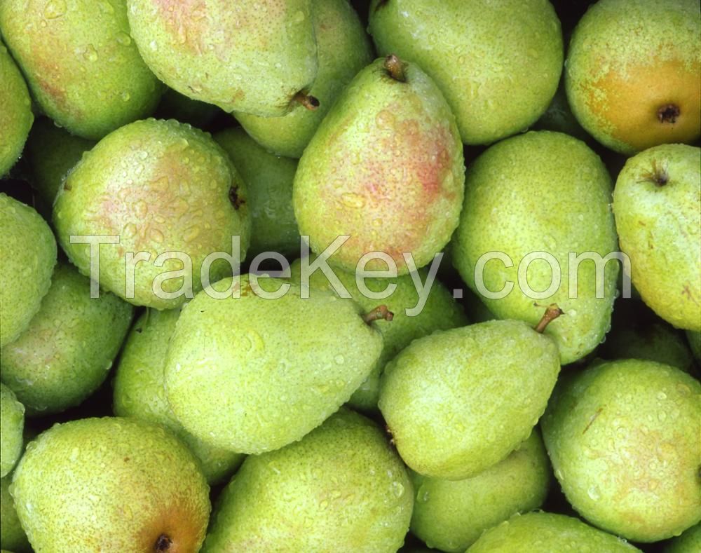 High Quality Fresh Fruit Sweet Nutrition Pear 