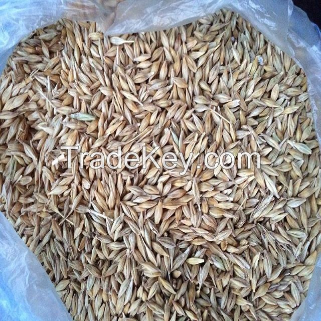 Wheat grain 3, 4 grade