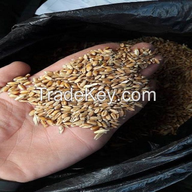Wheat grain 3, 4 grade