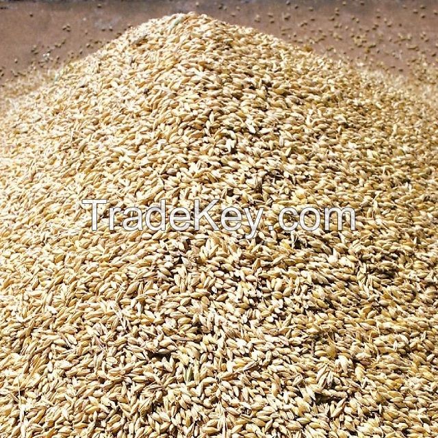 Wheat grain 3, 4 grade