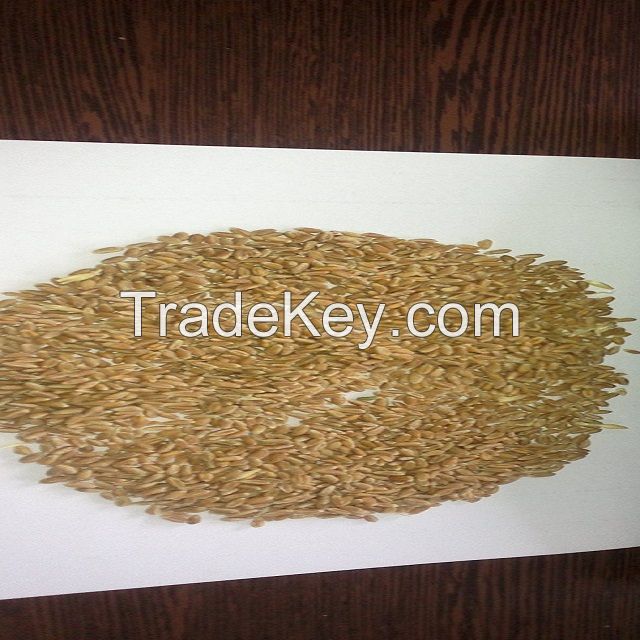Wheat grain 3, 4 grade