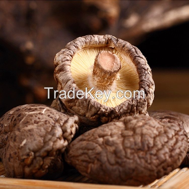 High quality dried mushroom shiitake at a low price dried shiitake mushroom dried mushroom