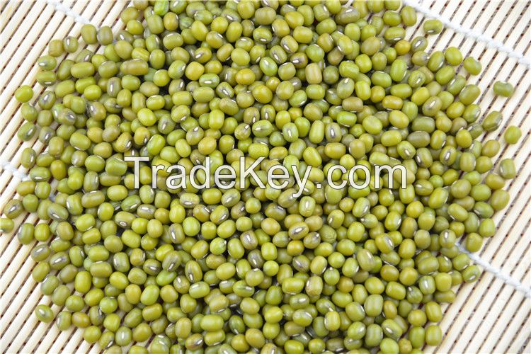 Wholesale Premium Quality Green Mung Beans Medium Grains