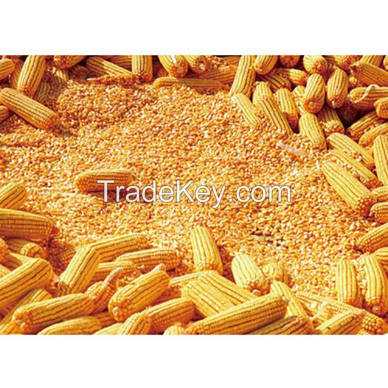 mushroom popcorn kernels Rich in various nutrients corn popcorn