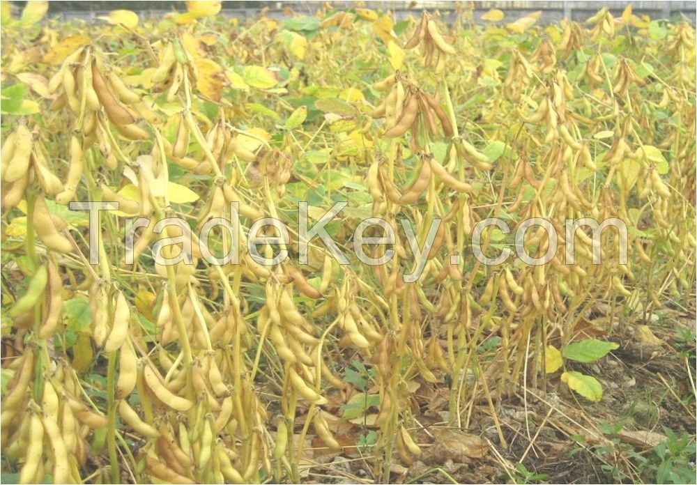 Organic Soybean/ Soya Bean