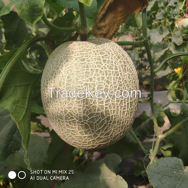 sweet melon seed