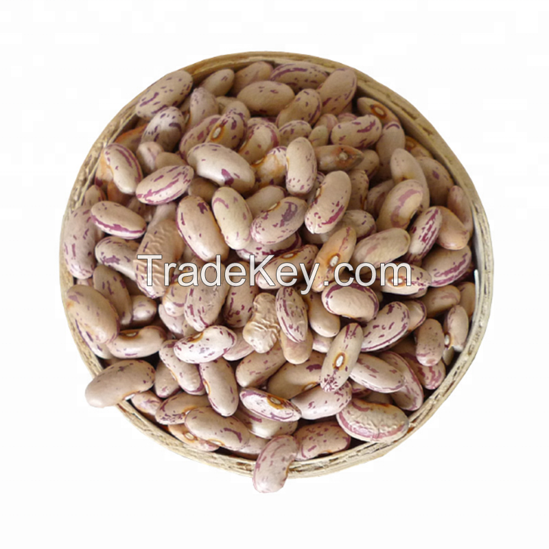 New Crop export to Yemen Long shape Light Speckled kidney pinto Beans