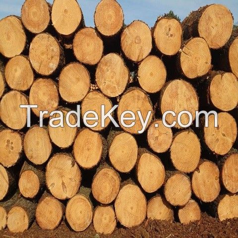 New Products Timber Wood Logs Eco Friendly Acacia Wood Logs Wholesale Price