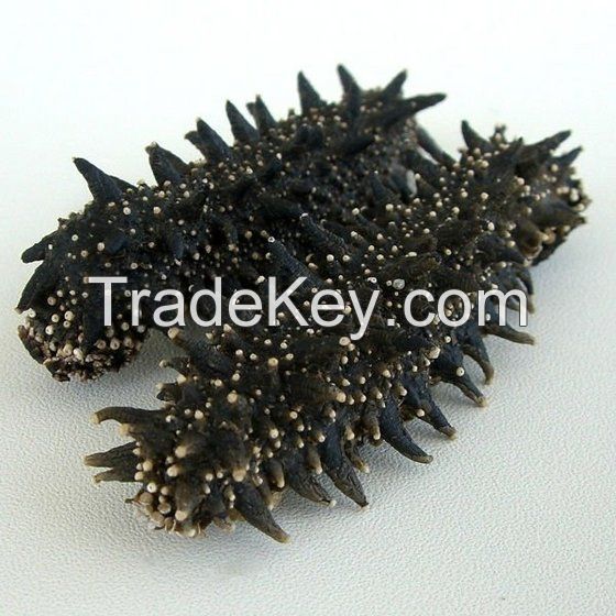 Dried Sea Cucumber / Frozen Dry Cucumber/ Dried Black Pickly Sea Cucumber