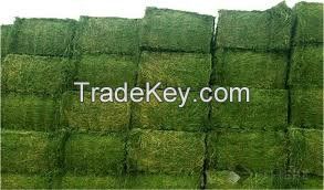 Alfalfa Grass Hay - Alfalfa Grass Hay