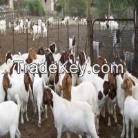 Full Blood Live Goats / 100% Pureblood Mature saanen goats, Ponies, friesian horses , Askanian goats, dorper sheeps, Texel sheeps