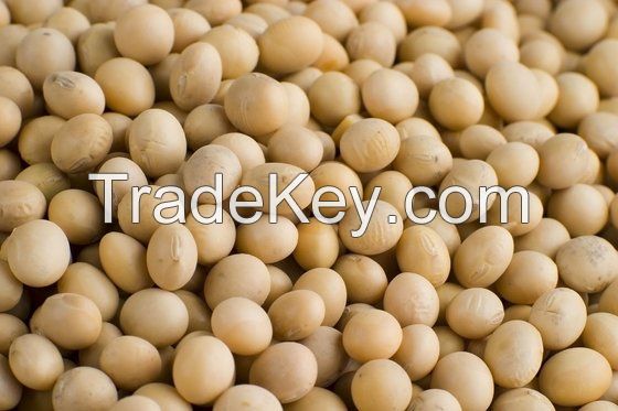 Soybeans /Soya Bean (8.0mm) with High Quality