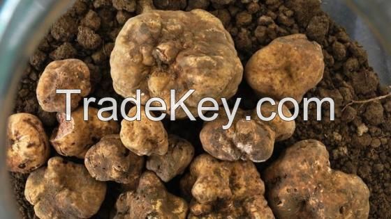 White Truffle Mushroom