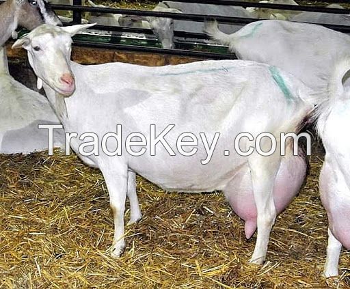 Full Blood Live Goats / 100% Pureblood Mature saanen goats, Ponies, friesian horses , Askanian goats, dorper sheeps, Texel sheeps