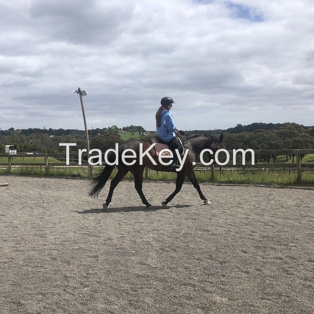 Full Blood Live  Boar Goats / 100% Pureblood Mature saanen goats, Ponies, friesian horses , Askanian goats, dorper sheeps, Texel sheeps