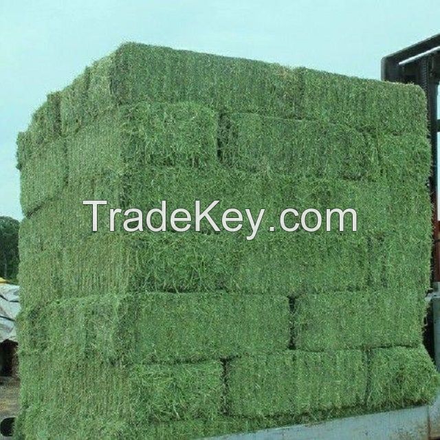 Animal Feed Alfalfa Meal, Alfalfa Hay