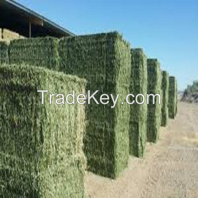 Animal Feed Alfalfa Meal, Alfalfa Hay