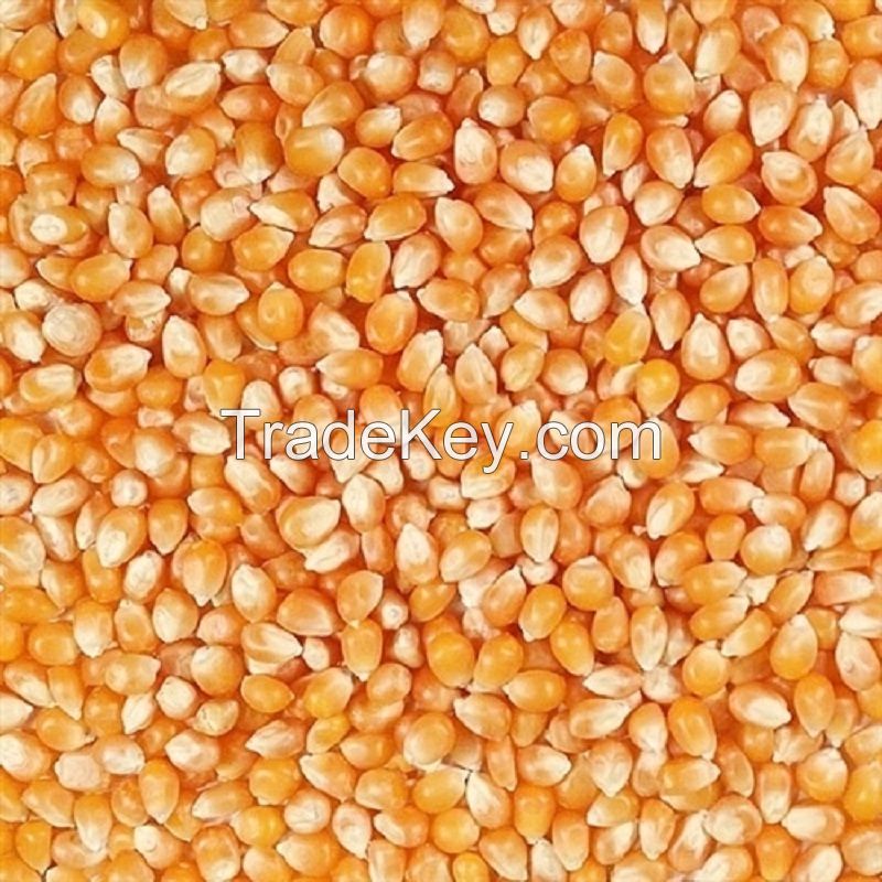 Raw Popcorn Corn Supply