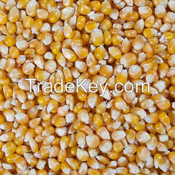 Yellow Popcorn Kernels - Best Price and Quality / Yellow