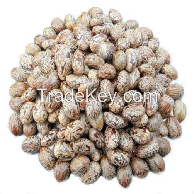 Castor Seeds, Oil Seed,Castor Meal